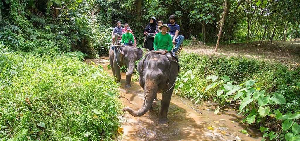 Elephant Trekking and Safari