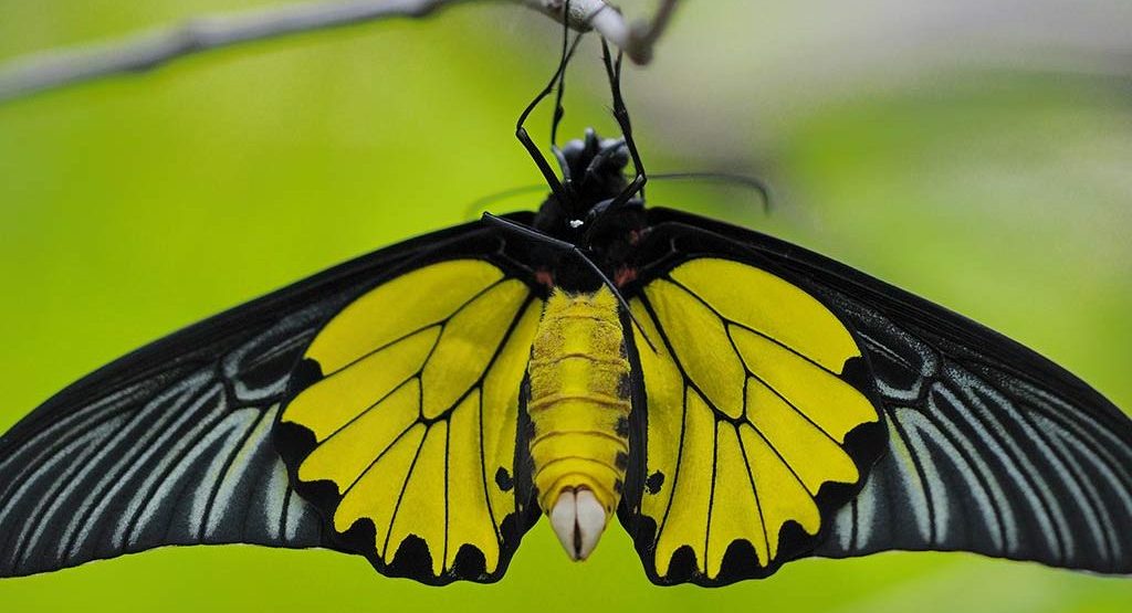 butterfly garden at queen sikit botanical garden