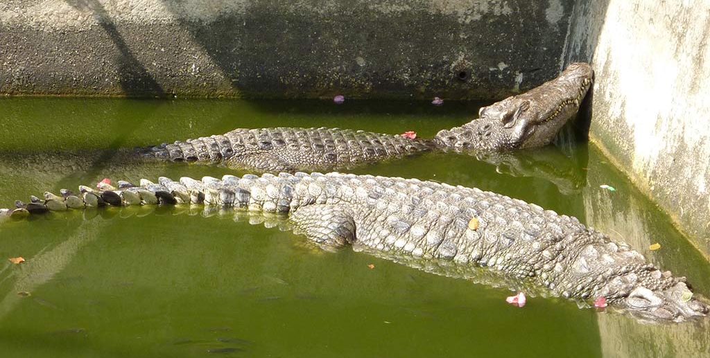 crocodile pond at wat chakrawat