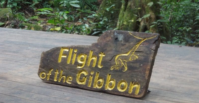 Flight of Gibbon Pattaya Image