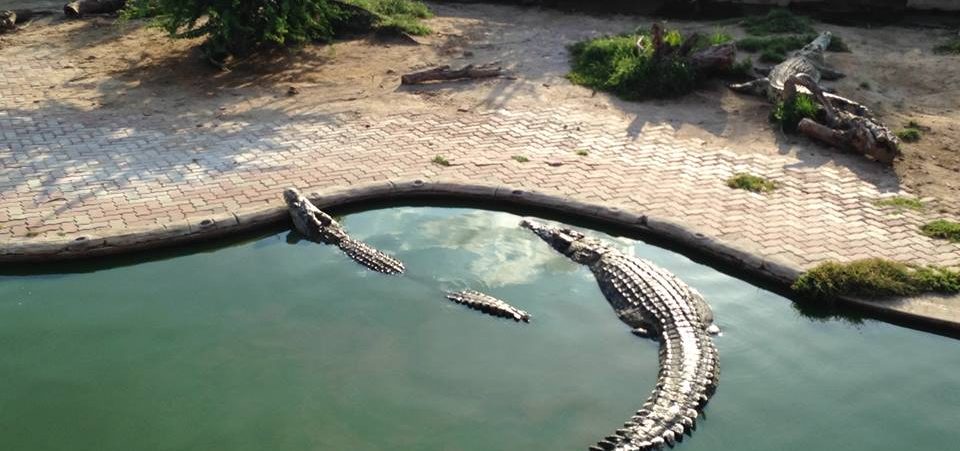 Samutprakarn Crocodile Farm