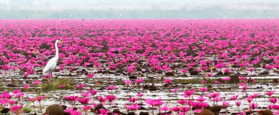 Beautiful Pink Lakes