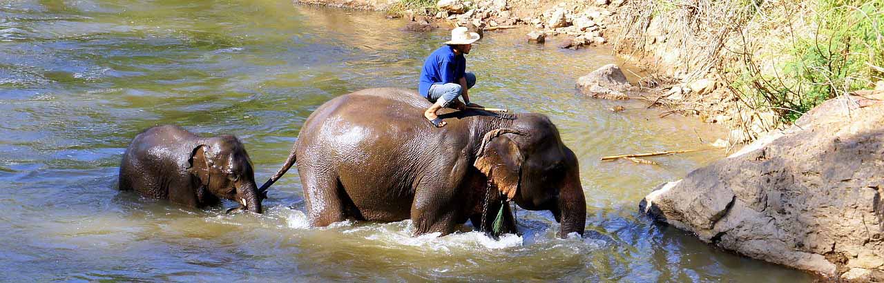elephants-in-chiang-mai