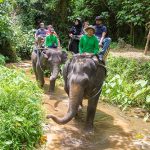 Elephant Trekking and Safari