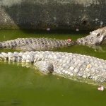 crocodile pond at wat chakrawat