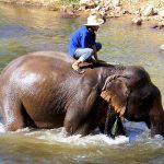 elephants-in-chiang-mai