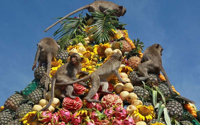 Lopburi Monkey Banquet festival, Thailand