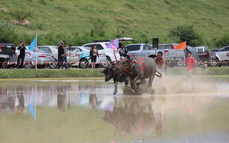 Wing Kwai, Buffalo Racing Festivals