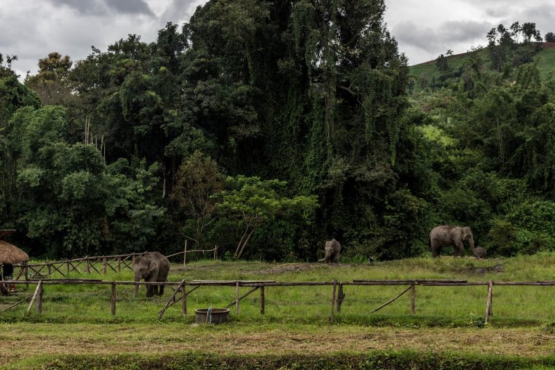 Elephants in Chiang Mai