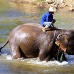 Chiang Mai’s Elephant Trekking