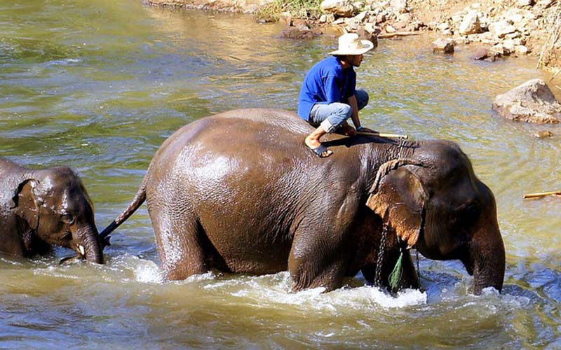 Elephant Trekking