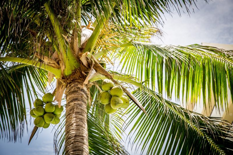 Coconut tree