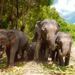 Elephant-Jungle-Sanctuary