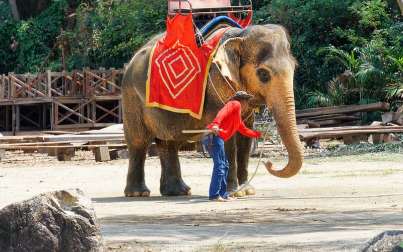 women standing by the side of a decorated elephant