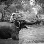 Elephant-Sanctuary-Thailand