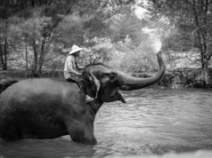 man sitting upon an elephant