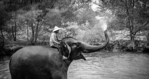 man sitting upon an elephant