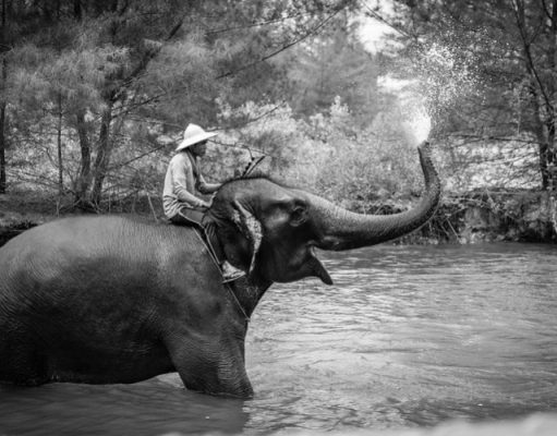 man sitting upon an elephant