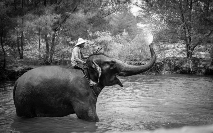 man sitting upon an elephant