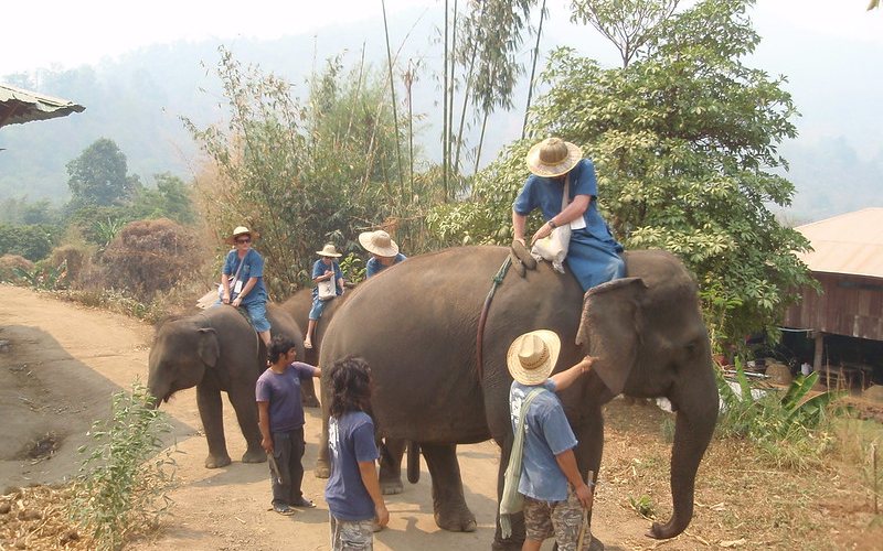 elephant trekking in thailand